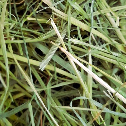 Orchard Grass (Summer 2025)