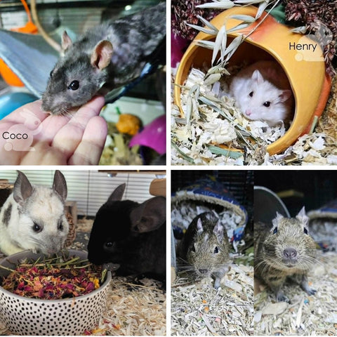 Support a rescue : Baccus Resident Rescue Congleton