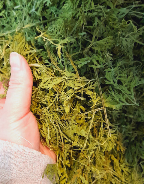 Carrot tops