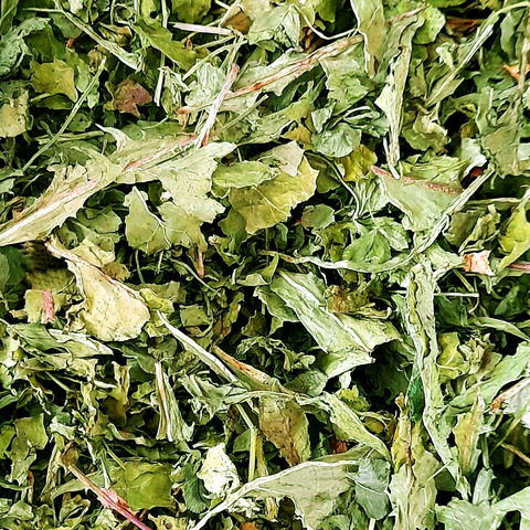 Dandelion Leaf