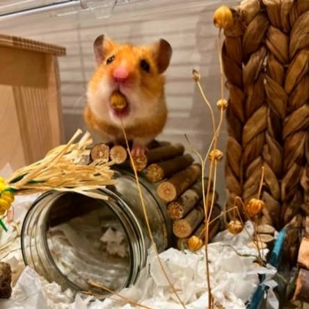 Perfect for hamsters!