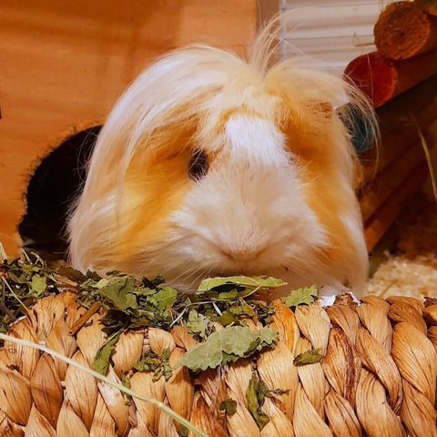 Guinea pigs