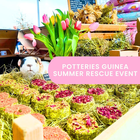Potteries Guineapig Rescue Summer Event