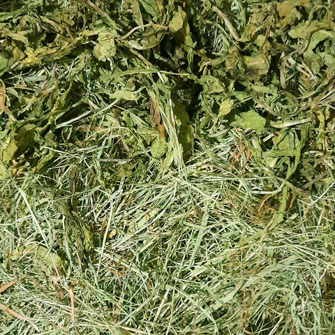 Premium Timothy Hay 1st cut with dandelion