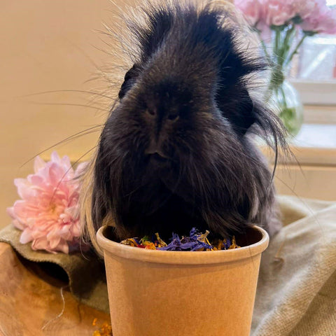 Black guinea pig sitting on spring flower forage pot.