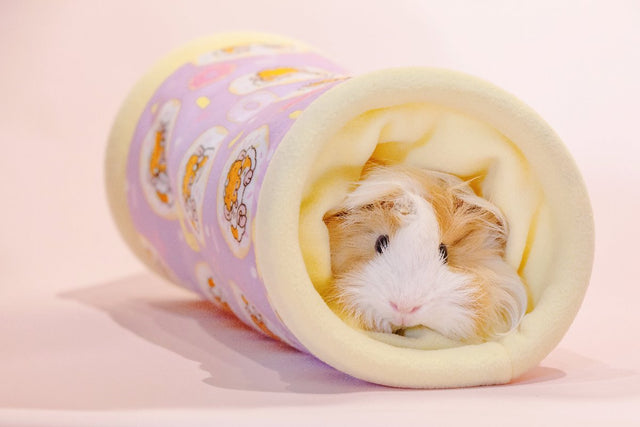 Donut Tunnel Guinea Pig Bed